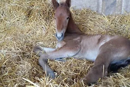 Scuderia 100 Pertiche Villa *